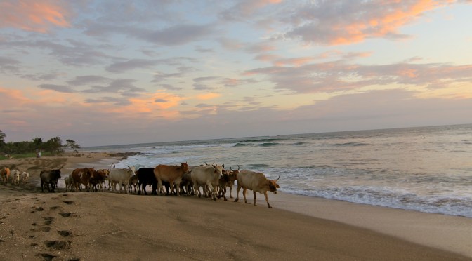Healthy Living – Homemade Yogurt from Grass-fed Cows