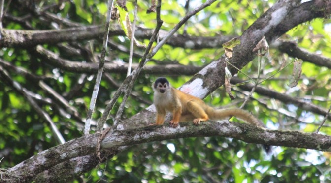 Monkey Lover in the Jungle of Costa Rica